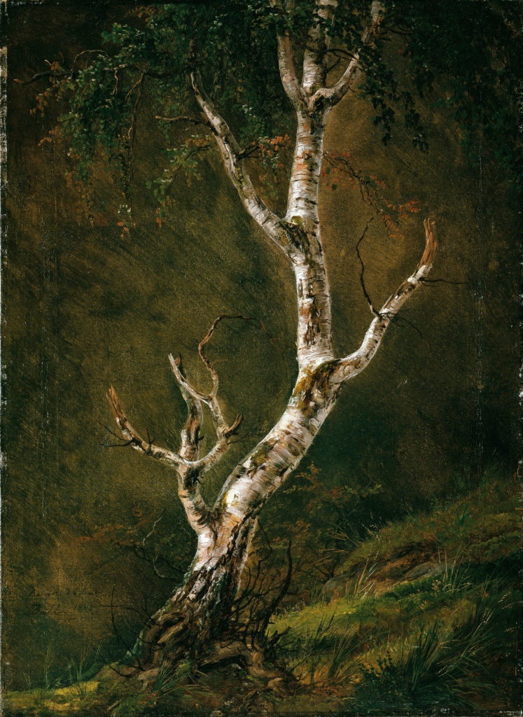 painting of birch tree trunk