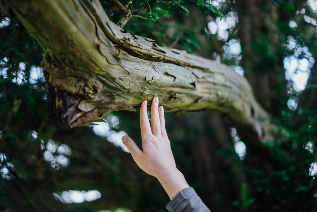 hand touching tree branch