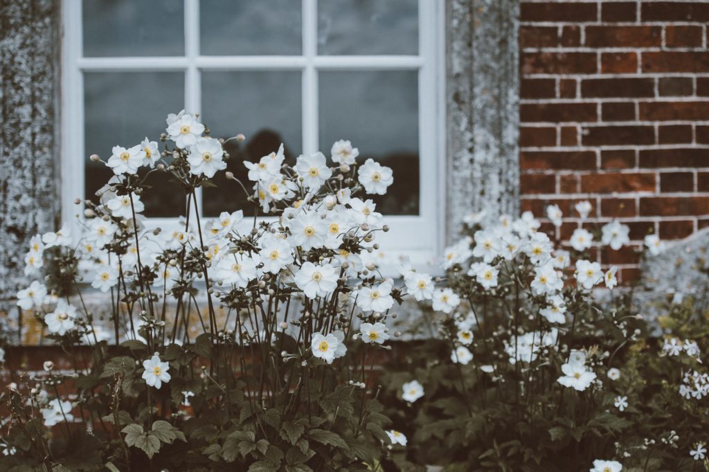 white anemones in front of an exterior window