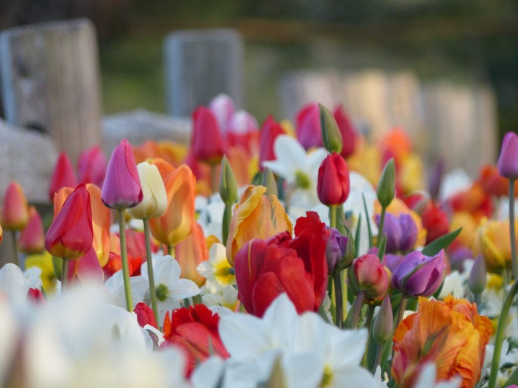 colourful tulips in front of wood fence