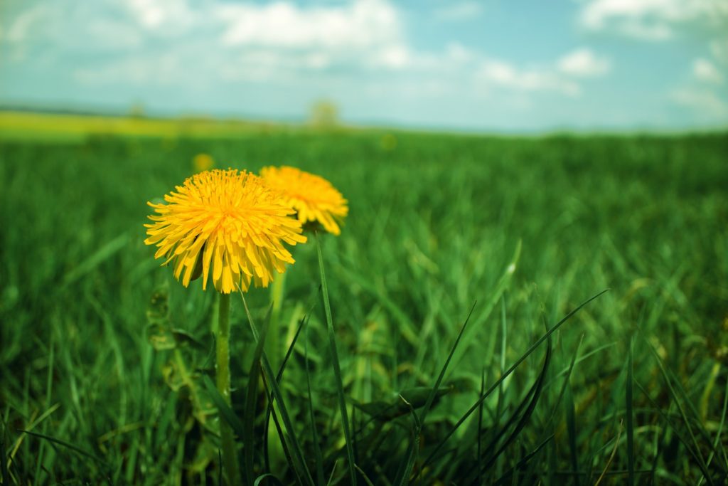 dandelion in grass field