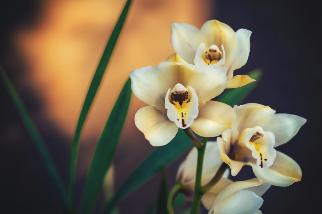 cream coloured orchids