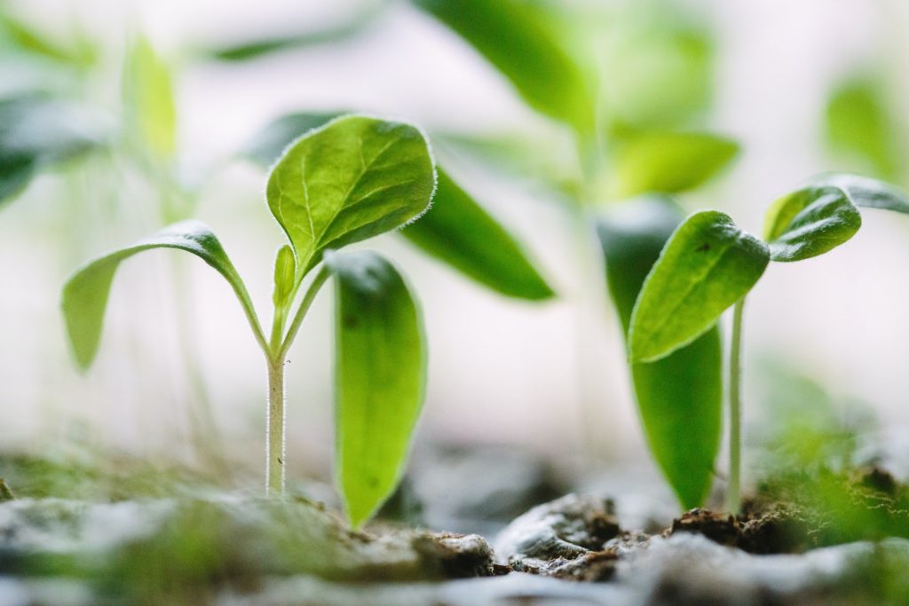 seedlings growing out of soil