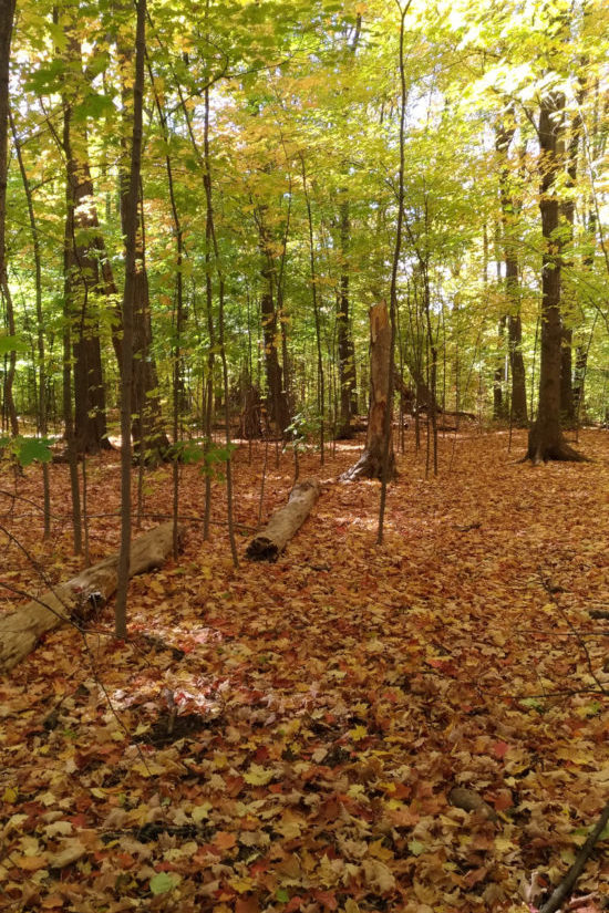 forest with fallen leaves in autumn