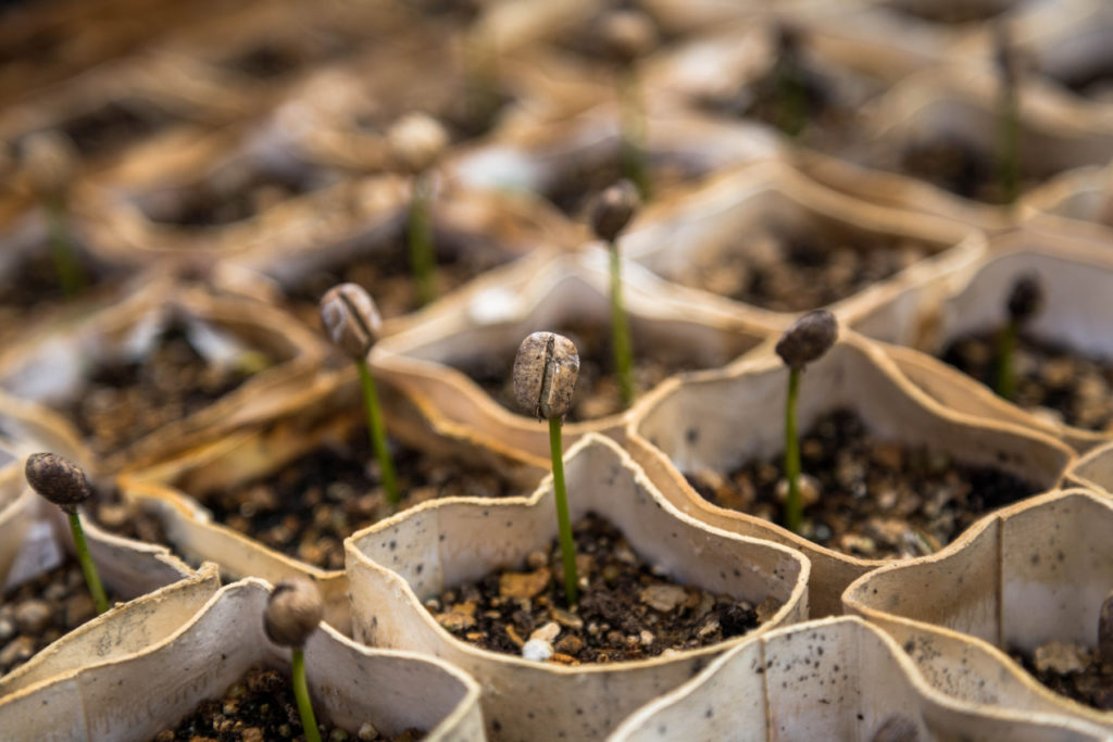 row of bean sprouts