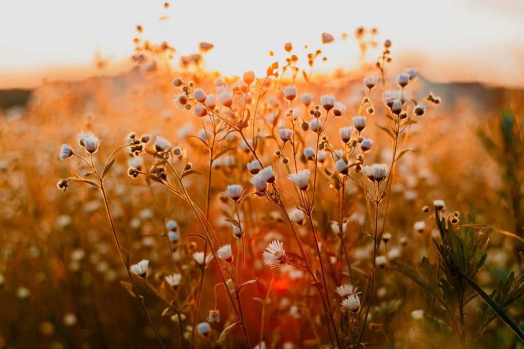 small white flowers in meadow at sunset