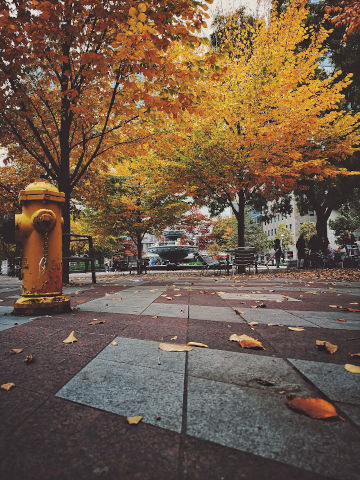 sidewalk with fire hydrant in fall