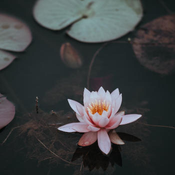 pink waterlily in low light