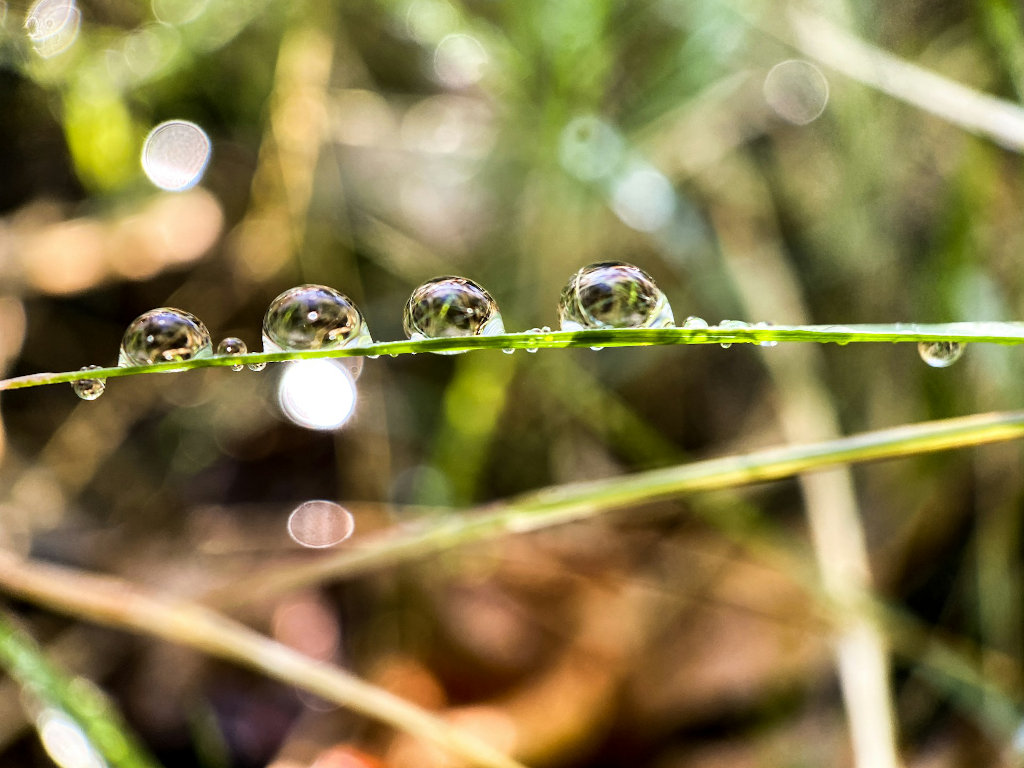 water droplets on blade of grass