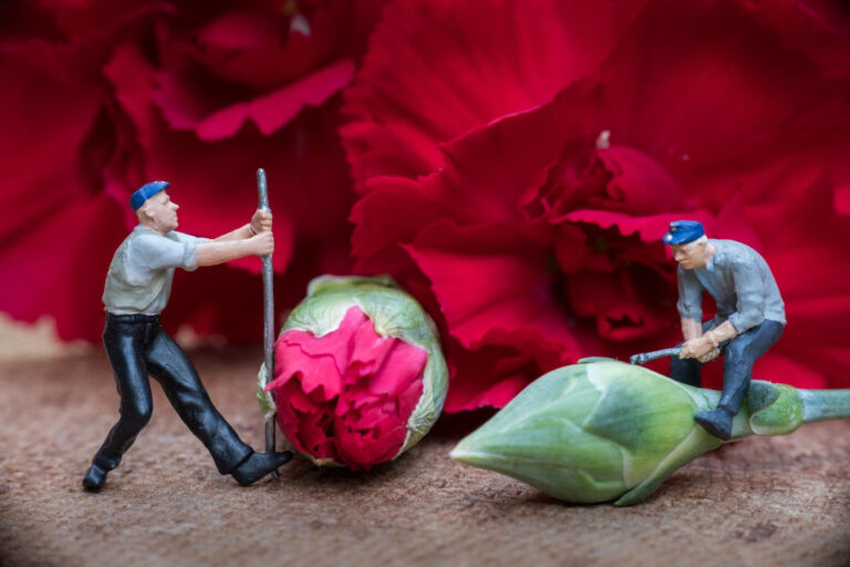 two miniature model figures prying open carnation flower buds